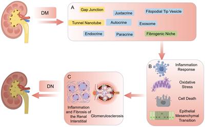 The role of intercellular communication in diabetic nephropathy